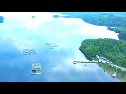 Видео: ФОРЕЛЕВОЕ ХОЗЯЙСТВО. КАРЕЛИЯ. БУДНИ РЫБОВОДА