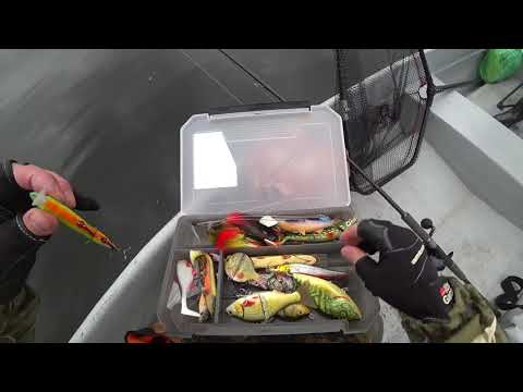 Видео: Осень лучшая пора для ловли щуки! Чардымские Хроники 2025. #fishing #pike #swimbait 