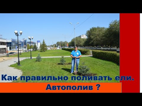 Видео: Как правильно поливать ели.  АВТОПОЛИВ ?