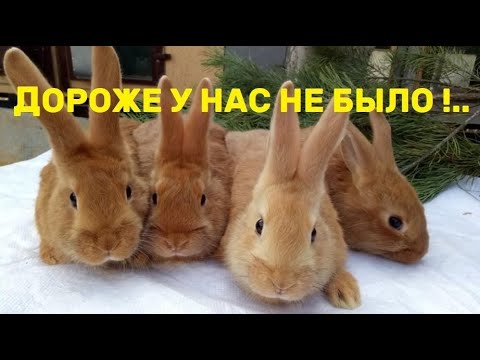 Видео: Купили в хозяйство самых дорогих кроликов!