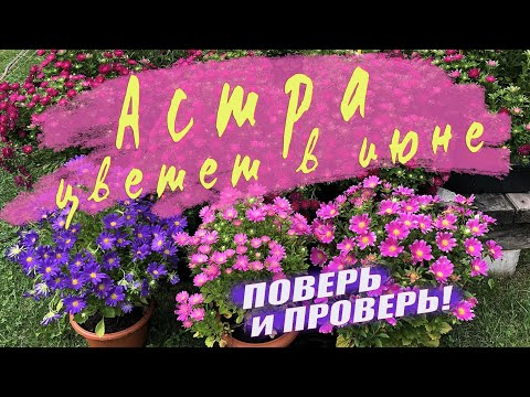 Видео: Цветущие Астры в Июне.