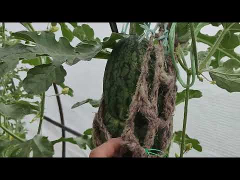 Видео: Бахча в средней полосе. Итоги 2025