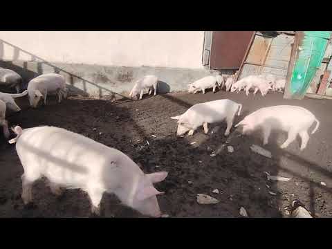 Видео: Выпустил поросят погулять в карде