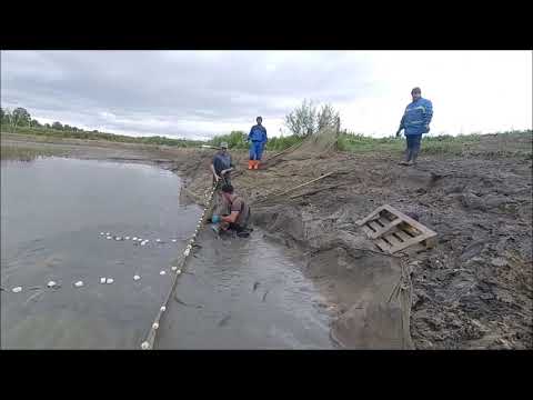 Видео: 6 тонн африканского сома. Облов пруда....как в Караганде. Рабочий день рыбовода