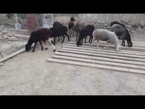 Видео: Стоп фурӯхта шудан шгнов рафтанд