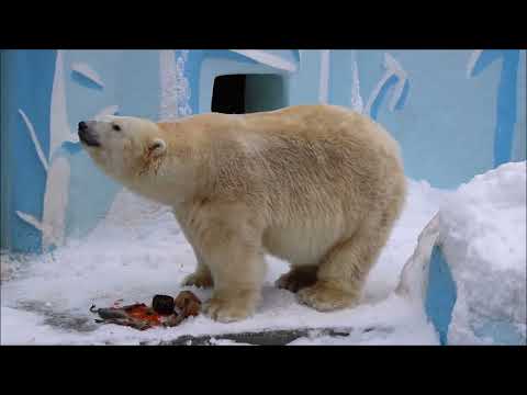 Видео: Кай выспался на даче, но кушать не очень торопился к себе в вольер 13.11.2025
