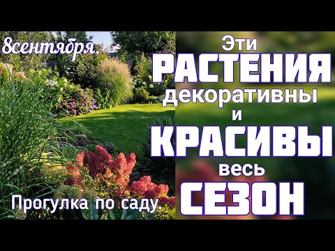 Видео: РАСТЕНИЯ которые держат КРАСОТУ сада , всегда АККУРАТНЫЕ  + минимум забот и хлопот.