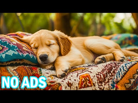 Видео: 12 часов лесной атмосферы для собак🐶🎶Птицы и ветер ежедневно создают для собак покой и комфорт.