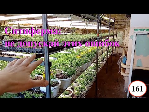 Видео: [161] Ситифермы: самая важная вещь, без которой просто нельзя, объясняю. Не допускай этой ошибки!