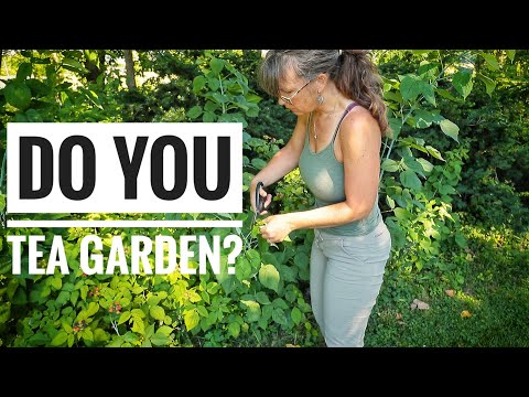 Видео: Выращивание и сбор травяных чаев | Сушка чайных листьев