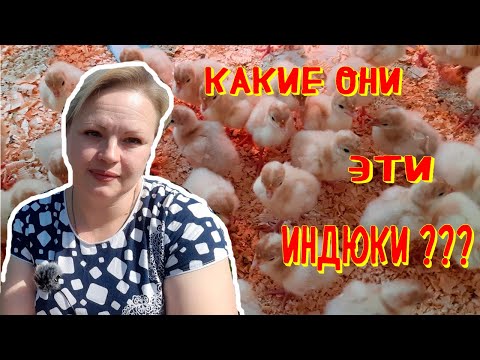 Видео: СТРАХИ и СОМНЕНИЯ. НЕМНОГО ПРО ИНДЮШАТ.