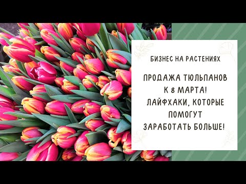 Видео: ГОТОВИМ ТЮЛЬПАНЫ К ПРОДАЖЕ: СРЕЗКА, ХРАНЕНИЕ И ОТПРАВКА ПОКУПАТЕЛЯМ!