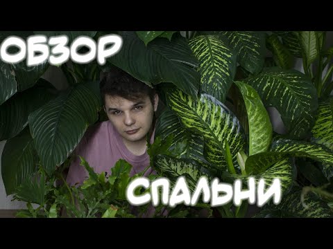 Видео: Полный Обзор Растений в Спальне//Подоконник и живой уголок.