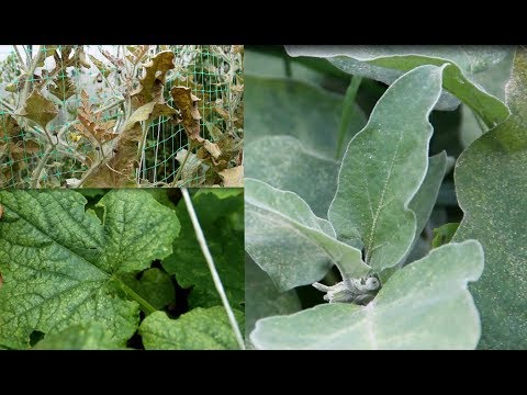 Видео: Не Пропустите Эти Признаки! Это Паутинный Клещ! Средства Борьбы.