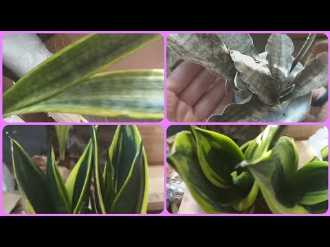 Видео: Впервые заказала растения почтой✉Сортовые сансевиерии😍Голден флейм🌞Лаурен❤Кирки каньон гранит😊