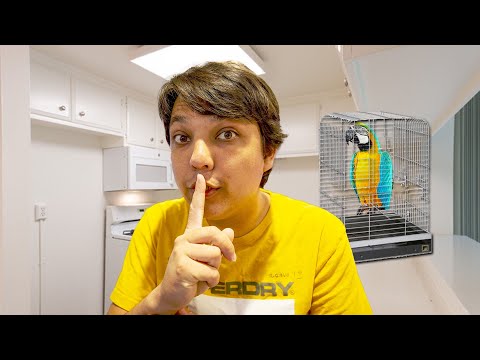Видео: 7 лучших попугаев для жизни в квартире