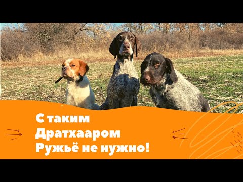 Видео: С такой СОБАКОЙ РУЖЬЕ не нужно! Охота на ФАЗАНА с ДРАТХААРОМ!
