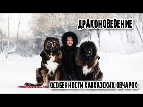 Видео: #Драконоведение | Особенности кавказских овчарок