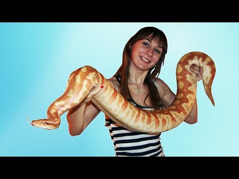 Видео: РАСПАКОВКА НОВЫХ ПИТОНОВ! Самые толстые змеи - Python brongersmai