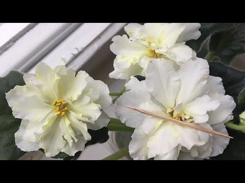 Видео: Жёлтые Фиалки цветут