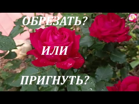 Видео: ПРИГНУТЬ ИЛИ ОБРЕЗАТЬ РОЗЫ?