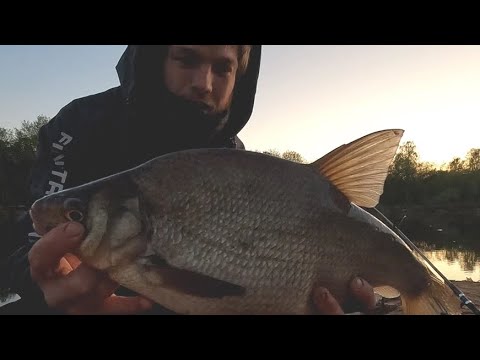 Видео: НЕ ЗРЯ Поехал в это место! ЖЁСТКИЕ ПОКЛЁВКИ! Рыбалка на донки, Вечерняя рыбалка на леща.