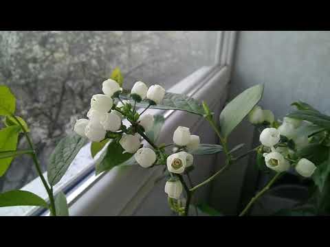 Видео: Завязались ягоды голубики на балконе