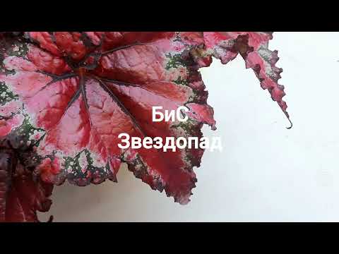 Видео: Бегония БиС-Звездопад