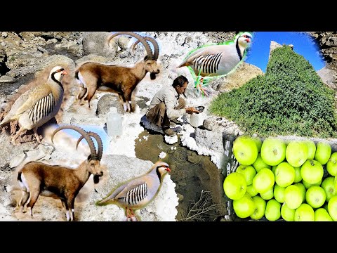 Видео: «Приключение с кочевниками горы Дена | Сбор солёной воды, лекарственные растения и дикая природа»