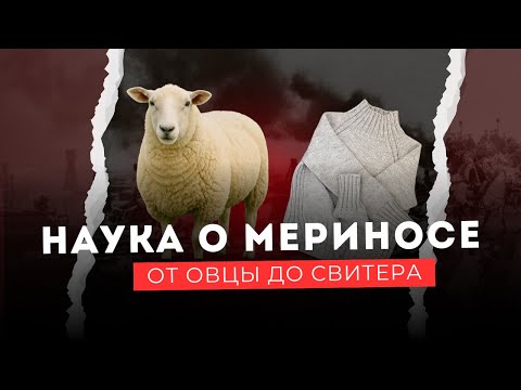 Видео: Наука о мериносе: от овцы до свитера