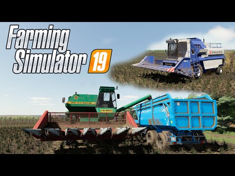 Видео: FS19 |Карта Балочки| Уборка подсолнухов НИВА СК-5 Эффект, Енисей-954/1200 1-НМ, МТЗ-1221/1025.2