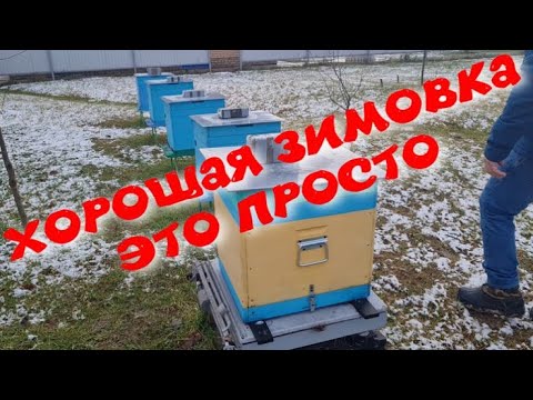 Видео: ХОРОШАЯ ЗИМОВКА ПЧЕЛ-ЭТО ОЧЕНЬ ПРОСТО.СУХО В УЛЬЕ-ХОРОШАЯ ВЕНТИЛЯЦИЯ.