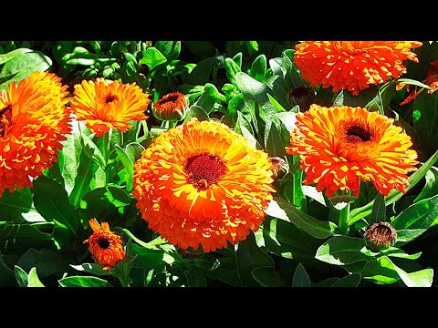 Видео: Календула. Выращивание из семян. Полезные советы начинающим садоводам. В рубрике "Дачный визит".