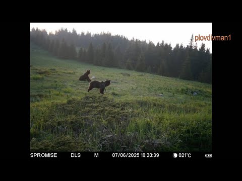 Видео: Нови мечи нападения в Родопите