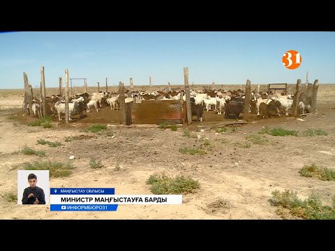 Видео: Маңғыстау облысында малдары қырылған шаруалардың жағдайы оңалмай тұр