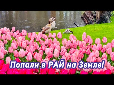 Видео: РАЙ на Земле | Самый КРАСИВЫЙ весенний парк в МИРЕ!!!| Кёкенхоф’2024 | Часть 1