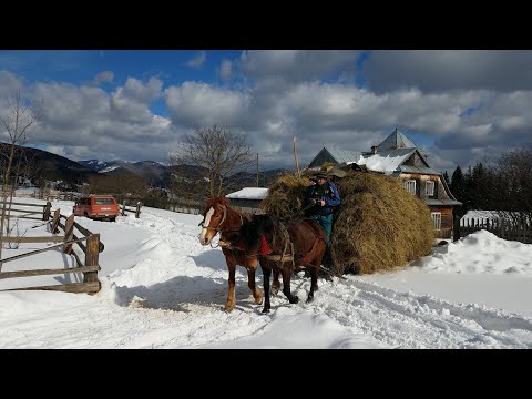 Видео: Як гуцули сіно звозили в зимі на бендюгах.