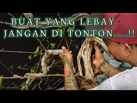 Видео: Техника Тануки – искусство жизни и смерти.