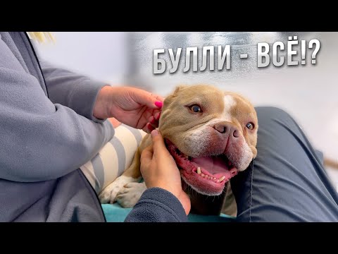 Видео: Это будут наши лучшие щенки! Все крови нашего питомника в одной вязке! Мы заканчиваем с булли!?