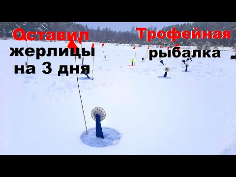 Видео: ОПЯТЬ ТРОФЕЙ.ЩУКА ЛОМАЕТ КРЮЧКИ.ОКУНЬ ЗАГИБАЕТ КИВКИ.ЩУКА НА ЖЕРЛИЦЫ ОКУНЬ НА МОРМЫШКУ.