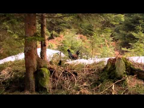 Видео: Дикая природа Германии (серия 2)