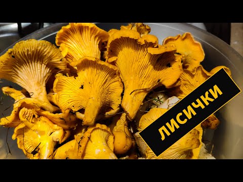 Видео: Где искать Лисички? ШОК! Пол ведра за 15 минут!