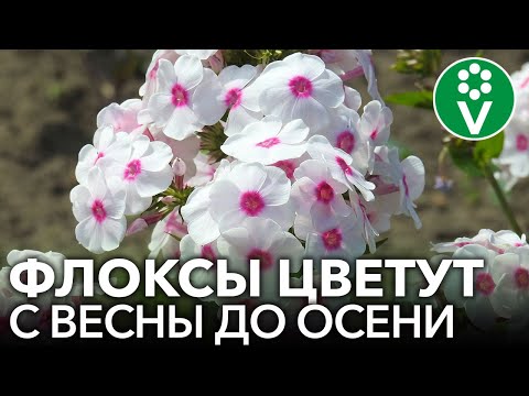 Видео: ВСЕ, ЧТО НУЖНО ЗНАТЬ О ФЛОКСАХ. Советы биолога для шикарного цветения