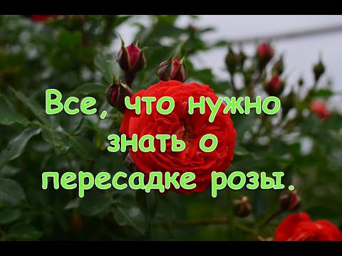 Видео: Все, что нужно знать о пересадке розы