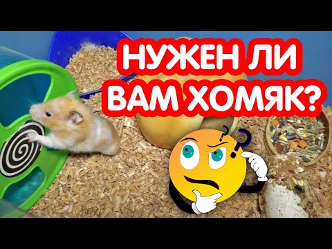 Видео: Нужен ли вам хомяк? Что нужно знать, покупая хомяка