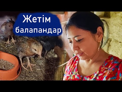 Видео: Vlog. Тауық балапандарын әлі алмай жүр