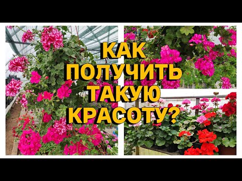 Видео: Салон красоты. Работа с пеларгонией.