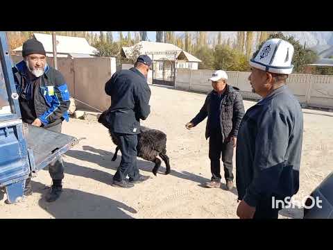 Видео: 69-ж. жигиттер мектепте "уста көрдүдө" 20.10.2023