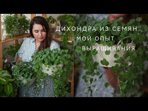 Видео: ДИХОНДРА ИЗ СЕМЯН. МОЙ ОПЫТ ВЫРАЩИВАНИЯ.