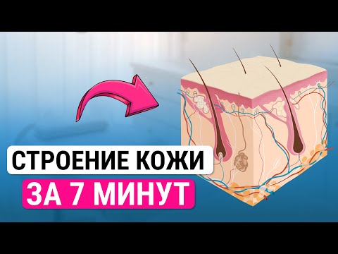 Видео: Урок №3. ПРОСТЫМИ СЛОВАМИ! Строение кожи и волос для электроэпиляции